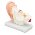 thumbnail image 4 of Modèle Anatomique de l'Oreille, Haute Simulation Modèle Anatomique de l'Oreille Humaine PVC Souple Position Claire pour l'Affichage, 4 of 8
