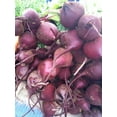 thumbnail image 2 of Beet Crosby's Egyptian Great Heirloom Vegetable By Seed Kingdom BULK 8,000 Seeds, 2 of 2