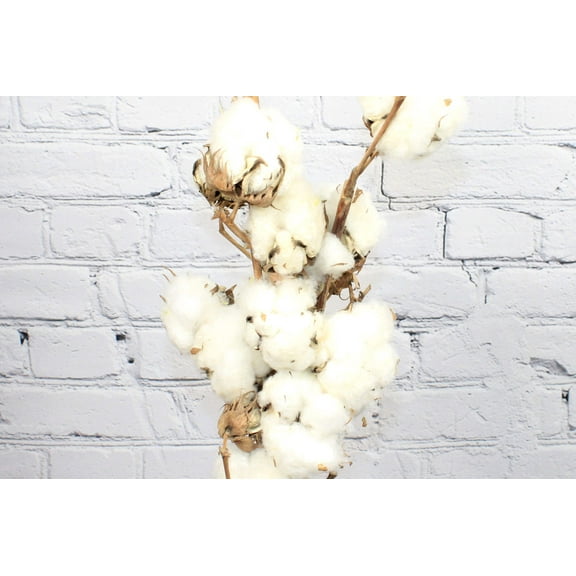 Real Touch Flowers - Fresh & Natural Cotton Flower - 1 Bunch (5 Stems)