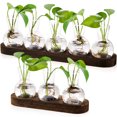 thumbnail image 3 of Jarrón de planta de rábano verde hidropónico creativo, base de madera, flor de vidrio transparente hidropónico, decoración de escritorio de sala de estar de oficina, 3 of 4