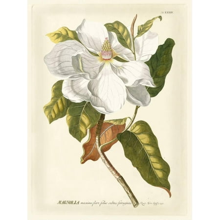 Vintage Flower Prints Magnificent Magnolias I White Flower Vintage Botanical Illustration Print Wall Art By Jacob Trew ()