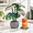 Multicolor Gray, variant on Monstera Plant Coaster Set 6 Leaf Coasters 3d Printed Modern Decor Functional Home Great For Desks Gift Lovers (multicolor Gray)