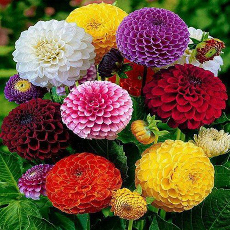 200Pcs Beautiful Mixed Color Zinnia Flower Plant Seeds Garden Bonsai Seed OQF 