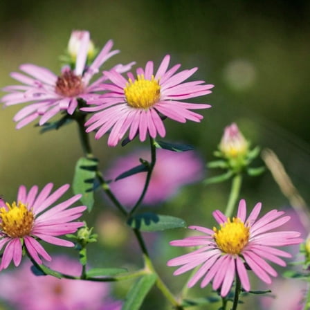 Pink Aster Perennial Plant Live, 4-8 inches, Bright Pink Aster Perennial Live Plant with Soft Daisy-Like Blooms