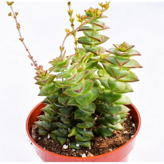 Variegated String of Buttons Live Plant in 2" Pot - Crassula Perforata - Variegated Trailing Succulents - Houseplant