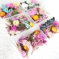 thumbnail image 4 of Farfi Dried Flowers Home Photography Props DIY Ornament Craft Specimen Accessories (Random Color&Pattern), 4 of 13