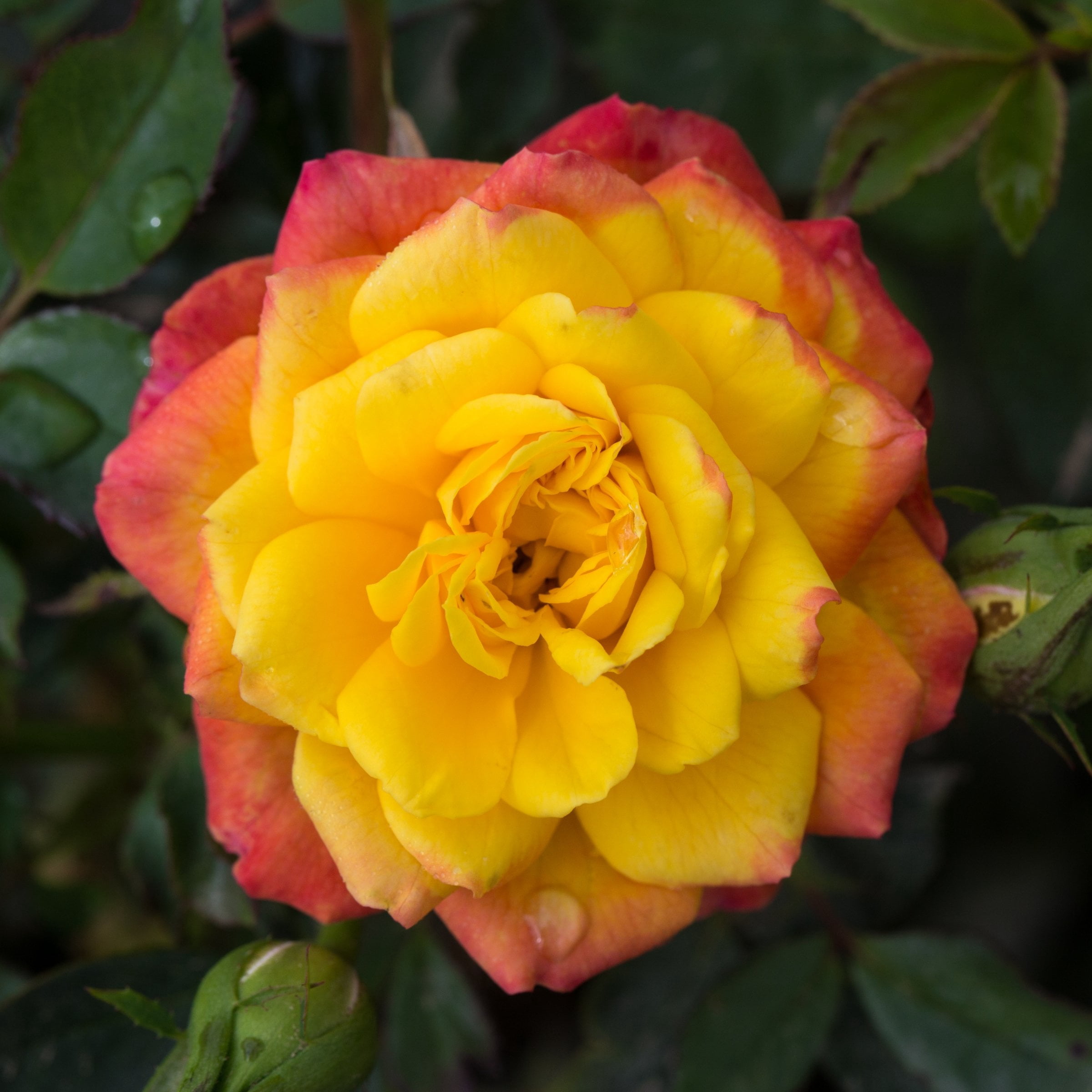 2 gal Live Rose Rainbow Sunblaze with Yellow Flowers