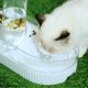 thumbnail image 3 of Juego de Cuencos de Agua para Gatos Comederos de Doble Cuenco para Gatos Alimentación Automática de Agua Juego de Cuencos de Agua para Cachorros Cuencos para Perros y Gatos ANGGREK Otros, 3 of 8