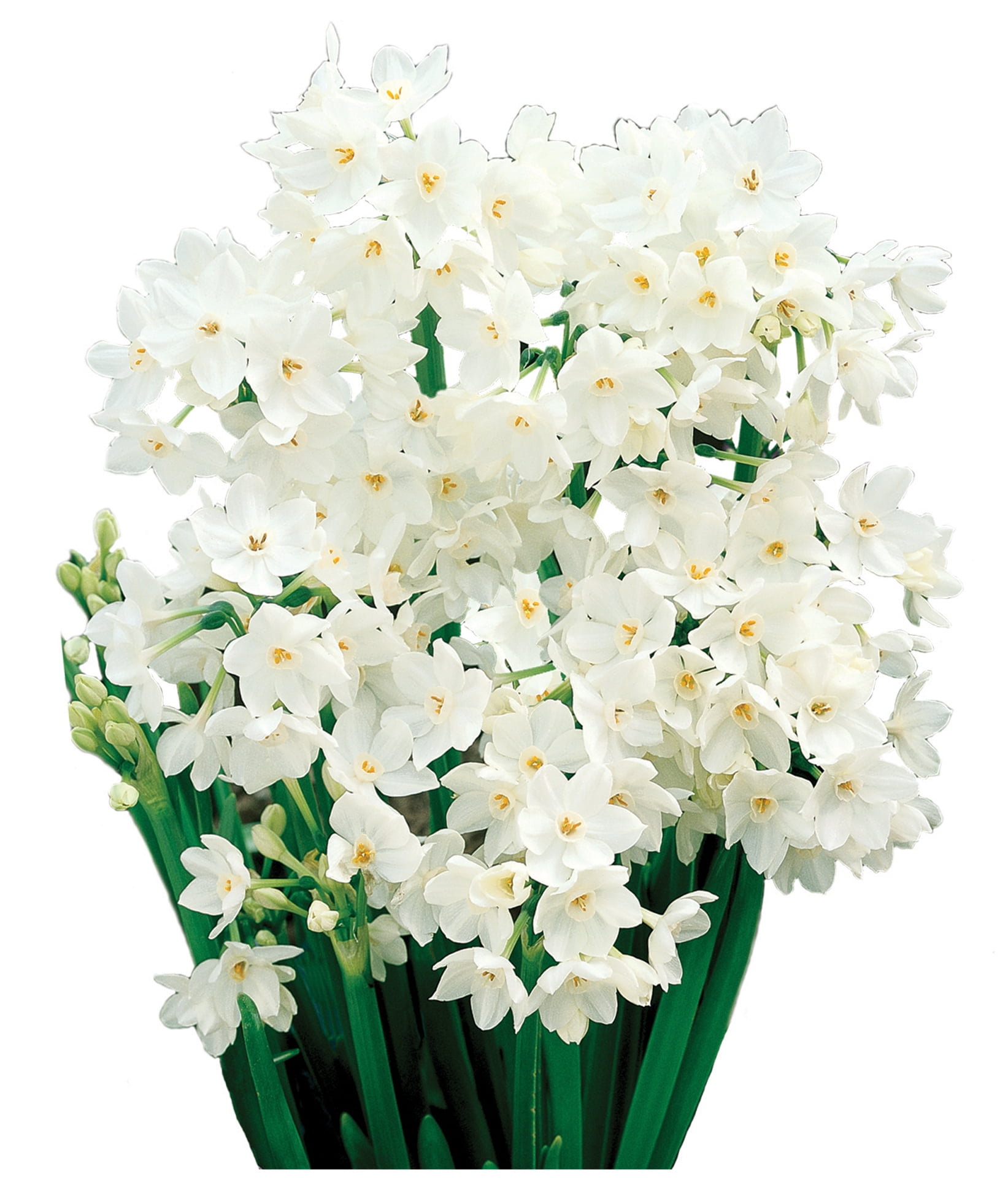 EuroBlooms Paperwhite Ziva Live Plant in 6 in. Red Decorative Pot