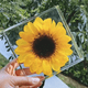 thumbnail image 2 of Flores Secas Zulema Naturales Prensadas Decoración Girasol Regalos de Navidad Artes hechas a mano de resina de girasol, 2 of 8