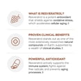 thumbnail image 4 of Chocolate Flavor Collagen Peptides with Resveratrol, Vitamin C and Biotin, 4 of 14