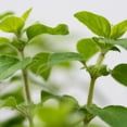 thumbnail image 3 of Greek Oregano Live Plant, Indoor Herb Garden Starter, Edible Flavorful Herb (4 Inch Tall), 3 of 5