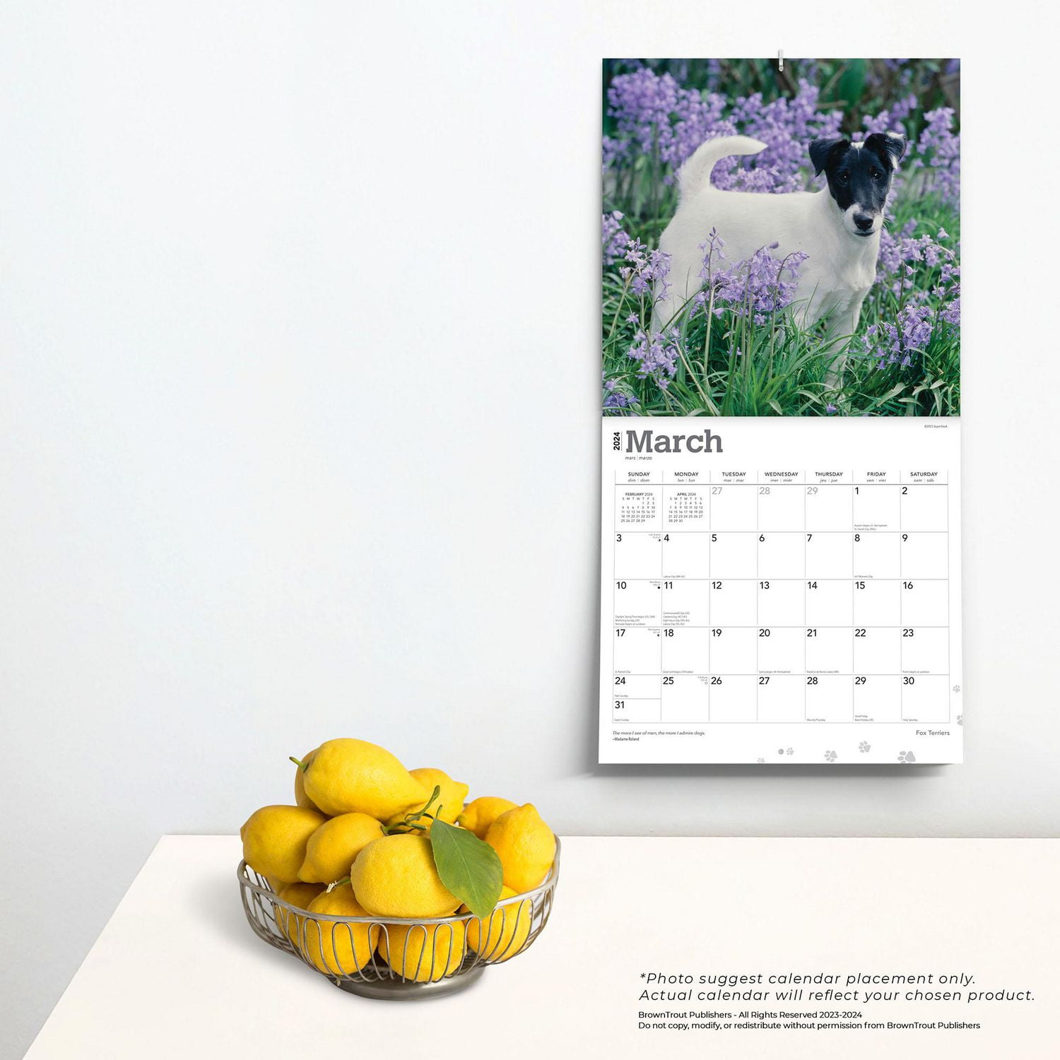 BrownTrout Fox Terriers 2024 12x24 Inch Square Wall Calendar, 9781975467906