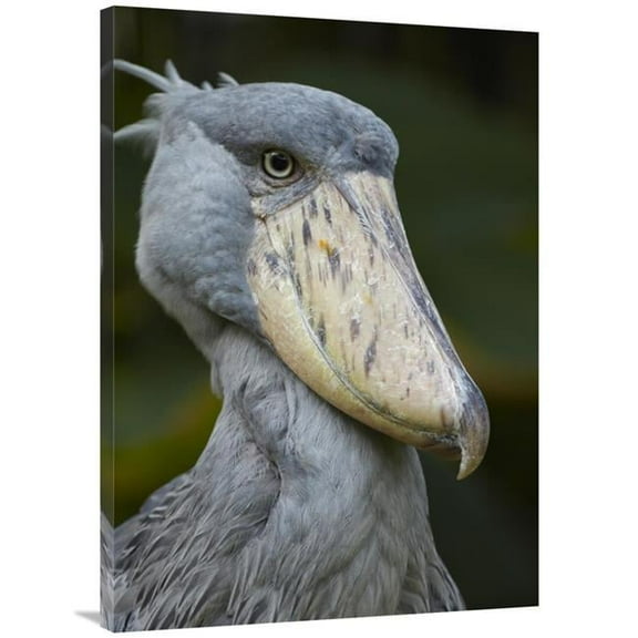 30 x 40 in. Shoebill, Jurong Bird Park, Singapore Art Print - Tim Fitzharris