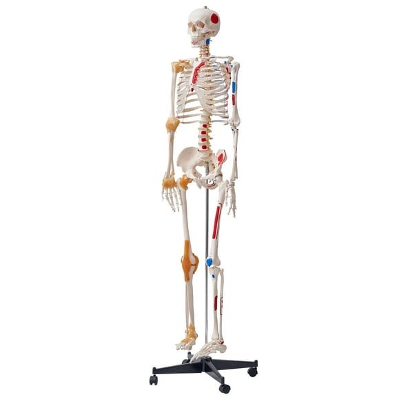 KFFKFF Anatomical Skeleton Model, 71.65" Full Scale, Precise PVC Skeleton Replica with Ligaments, Articulated Arms, Legs & Jaw, Highlighting Muscle Origin & Insertion Points