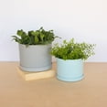 thumbnail image 3 of Bloem 8-in Mathers Round Resin Planter with Saucer - Cement Gray, 3 of 6