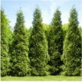 thumbnail image 2 of Brighter Blooms - Junior Giant Thuja Tree, 3-4 ft. - No Shipping to AK, AZ, HI, 2 of 6