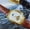 Brown with Gold Shell and White Surface, variant on Men's barrel-shaped fully automatic skeleton mechanical watch, business simple and stylish multifunctional watch, trendy and fashionable men's wristwatch