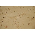 thumbnail image 2 of Tapis de Cuisine de Transition Beige Floral 8x8 Rond, 2 of 8