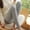 Gray, variant on Women's Single Medium Weight Breathable Cotton-Spandex Leggings