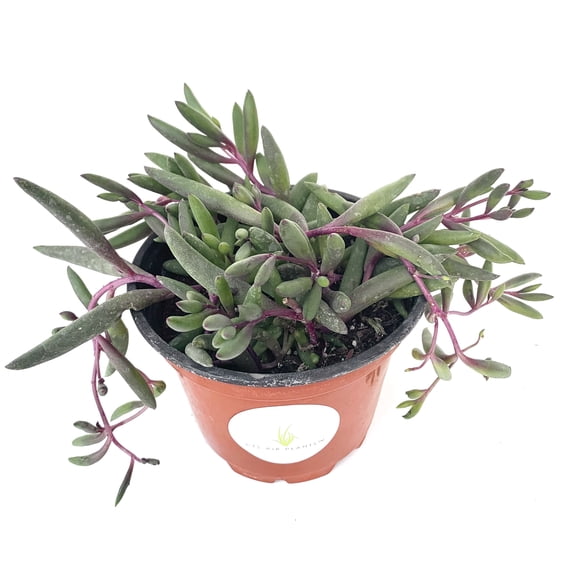 String of Pickles Succulents Ruby Beads Othonna Capensis, 4" Pot