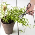 thumbnail image 5 of 205 mm Long Handle Bonsai Scissors Stainless Burgundy Leaf Tree Cutter Garden Tool Equipment, 5 of 5