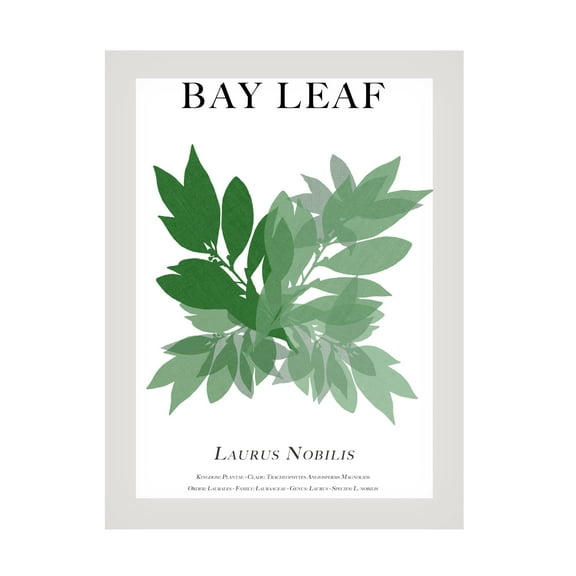 Trademark Fine Art Cartissi   Bay Leaf Canvas Wall Art