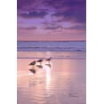 thumbnail image 2 of Murdock, Ramona 17x24 Black Ornate Wood Framed with Double Matting Museum Art Print Titled - Seagull Beach II, 2 of 4