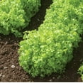 thumbnail image 3 of Salad Bowl Lettuce Seeds, 1000 Heirloom Seeds Per Packet, Non GMO Seeds, 3 of 6