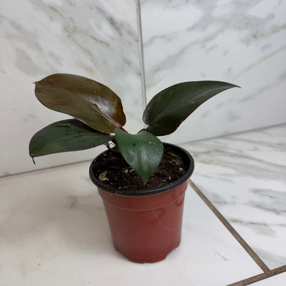 Philodendron Black Cardinal, 4" Plant, The Plant Farm