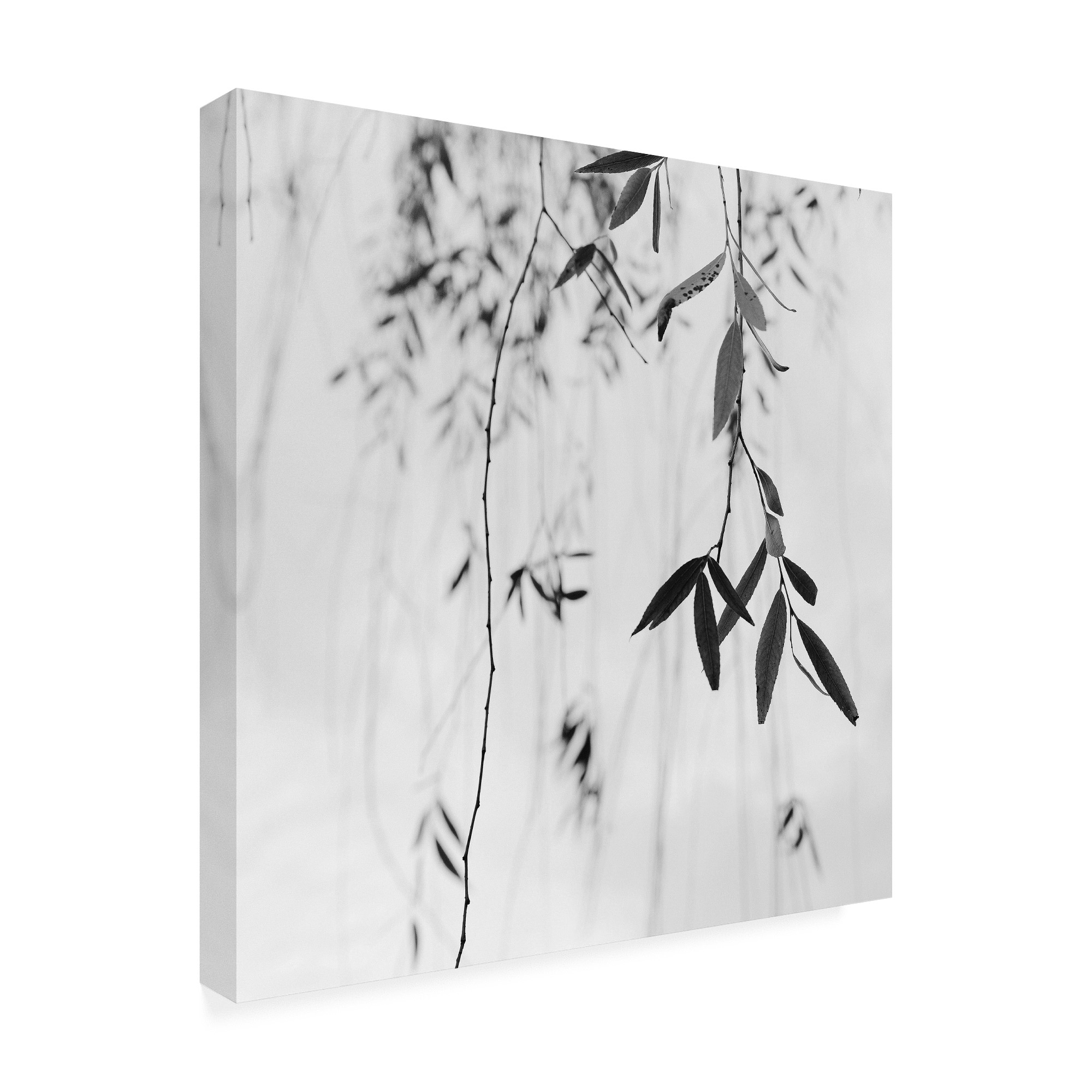 Trademark Fine Art 'Willow Print No. 3' Canvas Art by Nicholas Bel