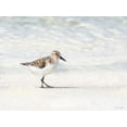 thumbnail image 2 of Brown, Denise 14x12 Gold Ornate Wood Framed with Double Matting Museum Art Print Titled - Sandpiper, 2 of 4