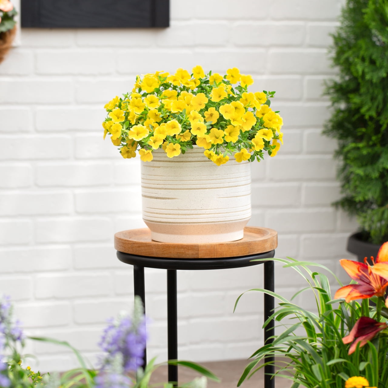 Better Homes & Gardens 1.5PT Yellow Calibrachoa Live Annual Plant Sun 5-Pack