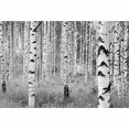 thumbnail image 1 of Birch Forest Wall Mural - 145 in., 1 of 1