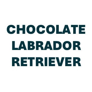 Labrador Retriever Chocolate Pill Butter