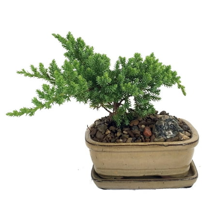 Japanese Juniper Bonsai  Growing in 3 Ceramic Pot  