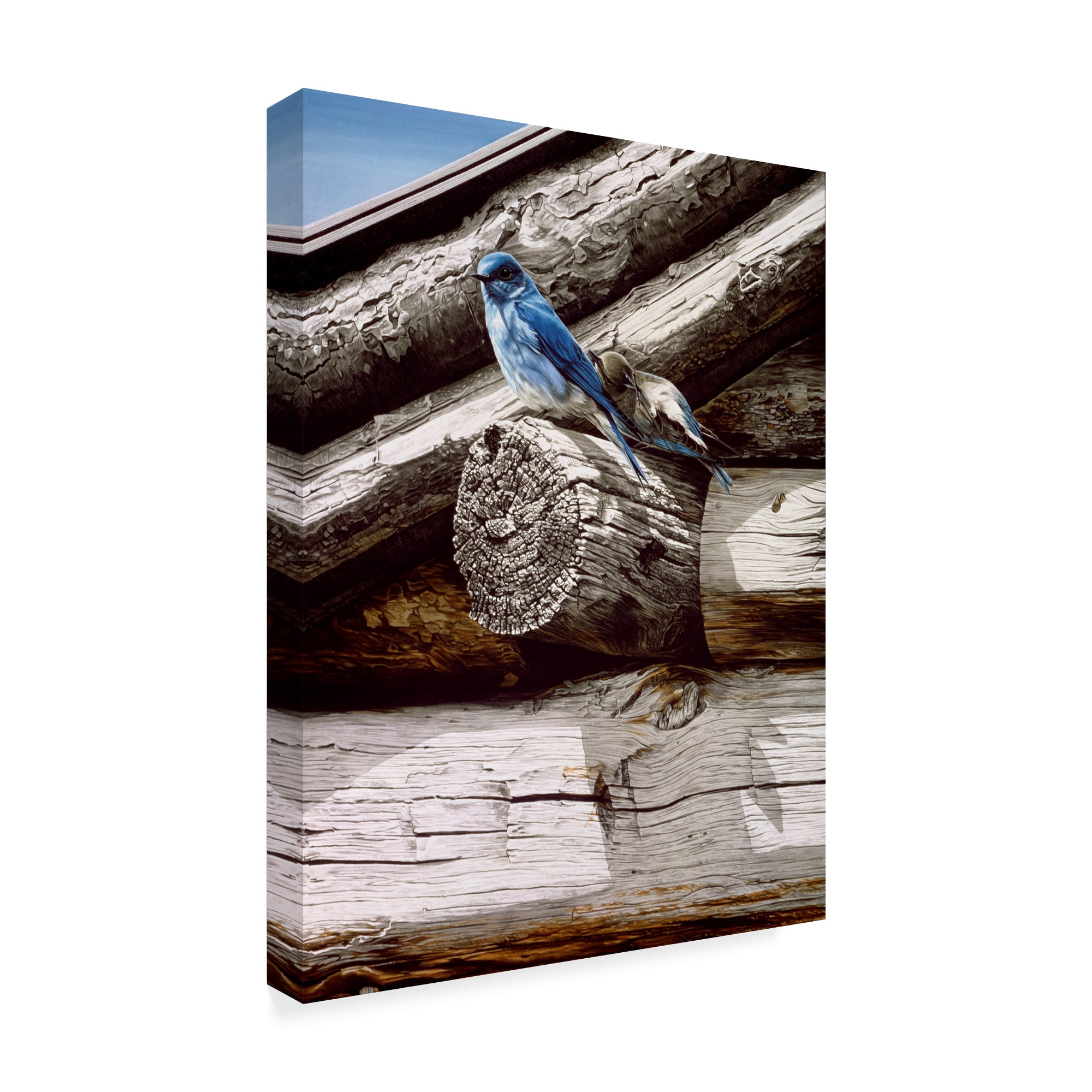 Trademark Fine Art 'Weathered Wood' Canvas Art by Ron Parker