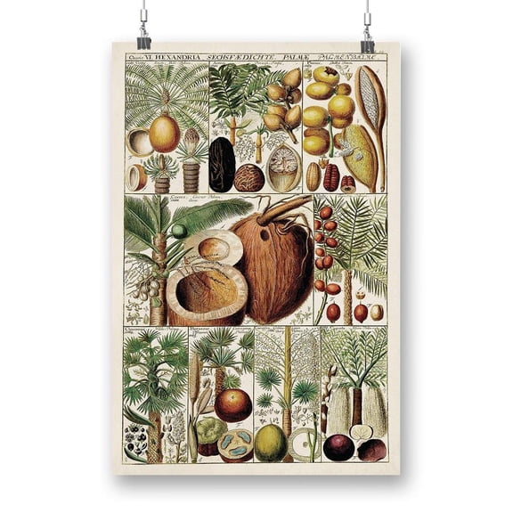 Palm Tree Chart Poster - Vision Studio Designs,