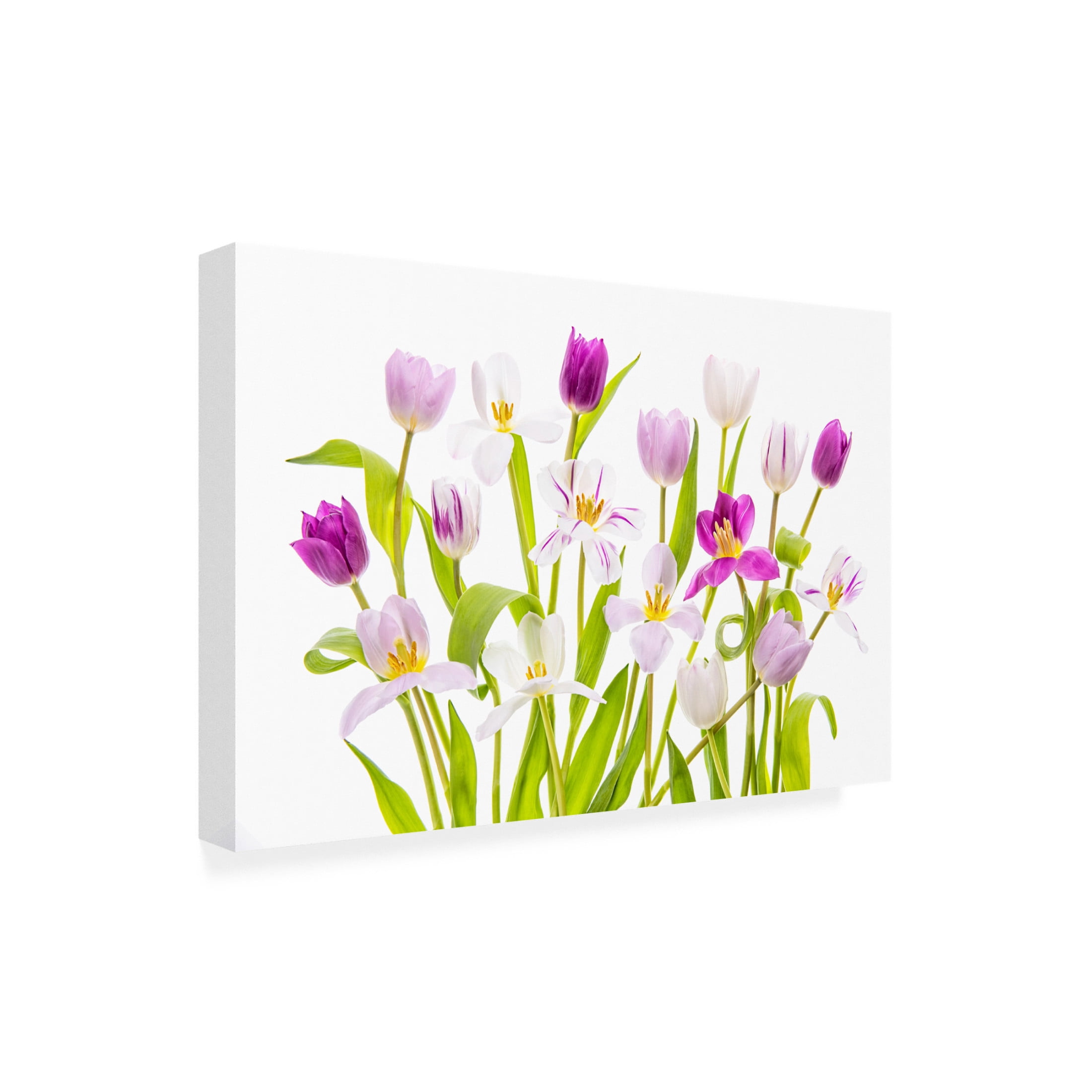Canvas Wall Art - Jacky Parker 'Tulipa Spring' Wall Art for Living Room, Bedroom, or Office Décor by Trademark Fine Art - 19 x 12 Inches