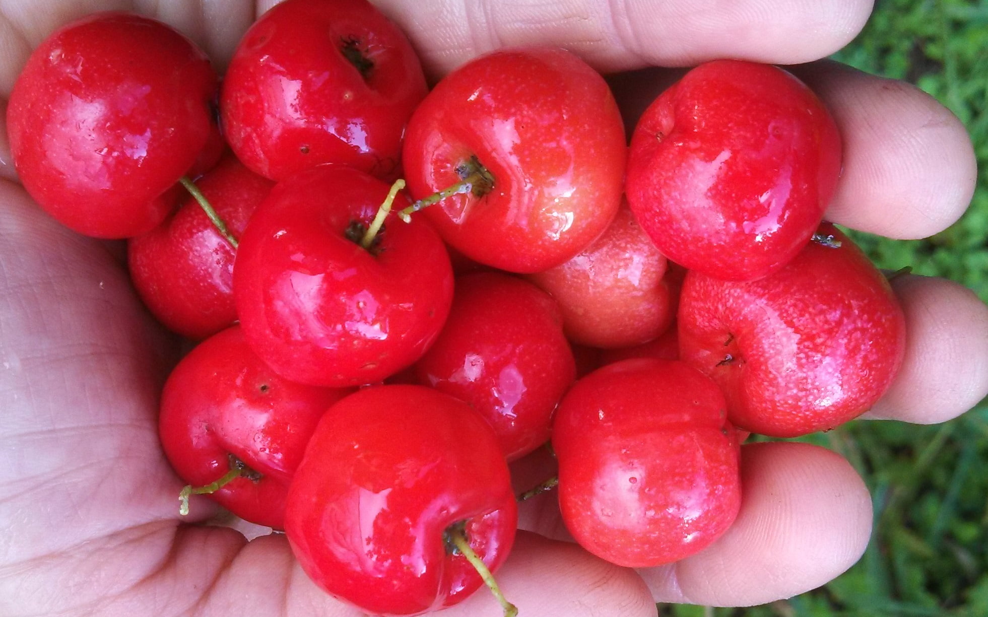 Acerola Cherry Organic Seeds