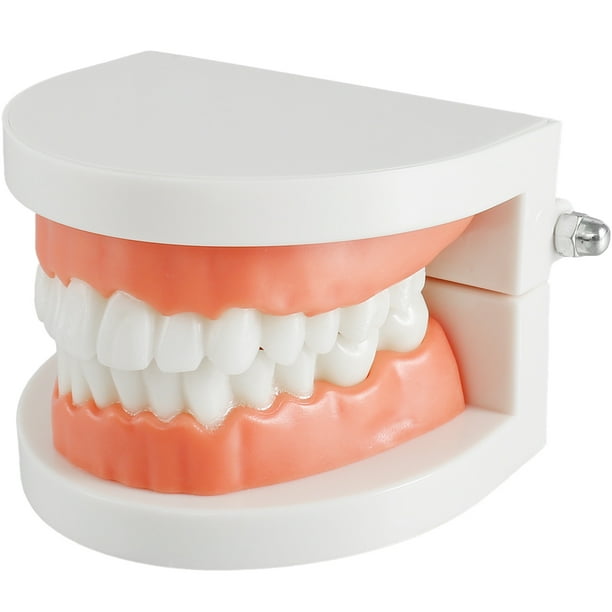 Muyoka Modelo de dientes Modelo de dentadura de alta simulación Modelo de demostración con 28 dientes para pantalla limpia Modelo de boca dental para niños Práctica de enseñanza temprana Muyoka Hogar