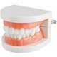 thumbnail image 1 of Muyoka Modelo de dientes Modelo de dentadura de alta simulación Modelo de demostración con 28 dientes para pantalla limpia Modelo de boca dental para niños Práctica de enseñanza temprana Muyoka Hogar, 1 of 7