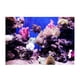 thumbnail image 1 of Posterfor Fish Tank,Póster adhesivo con efecto Coral D, póster de coral meticulosamente diseñado, 1 of 8