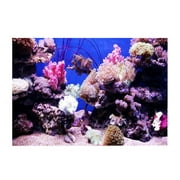 Jadeshay Fish Tank Seaworld Poster,3D Effect Adhesive Coral Seaworld Poster for Aquarium Fish Tank Decoration(61 * 30cm)
