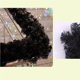 thumbnail image 2 of Artificial Black Vine Decoración Planta Colgante Falsa Con Significado Especial Adorno De Hoja De Vid Flexible Para Halloween Home Shopping Mall 2.7M Minnieouse HA013632-00, 2 of 7
