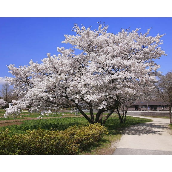 Yoshino Ornamental Flowering Cherry Tree - Live Plant - ( 1 QT )