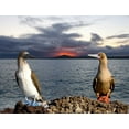 thumbnail image 2 of Williams, Joanne 24x19 Gold Ornate Wood Framed with Double Matting Museum Art Print Titled - Blue and red-footed booby, Galapagos, Ecuador, 2 of 4
