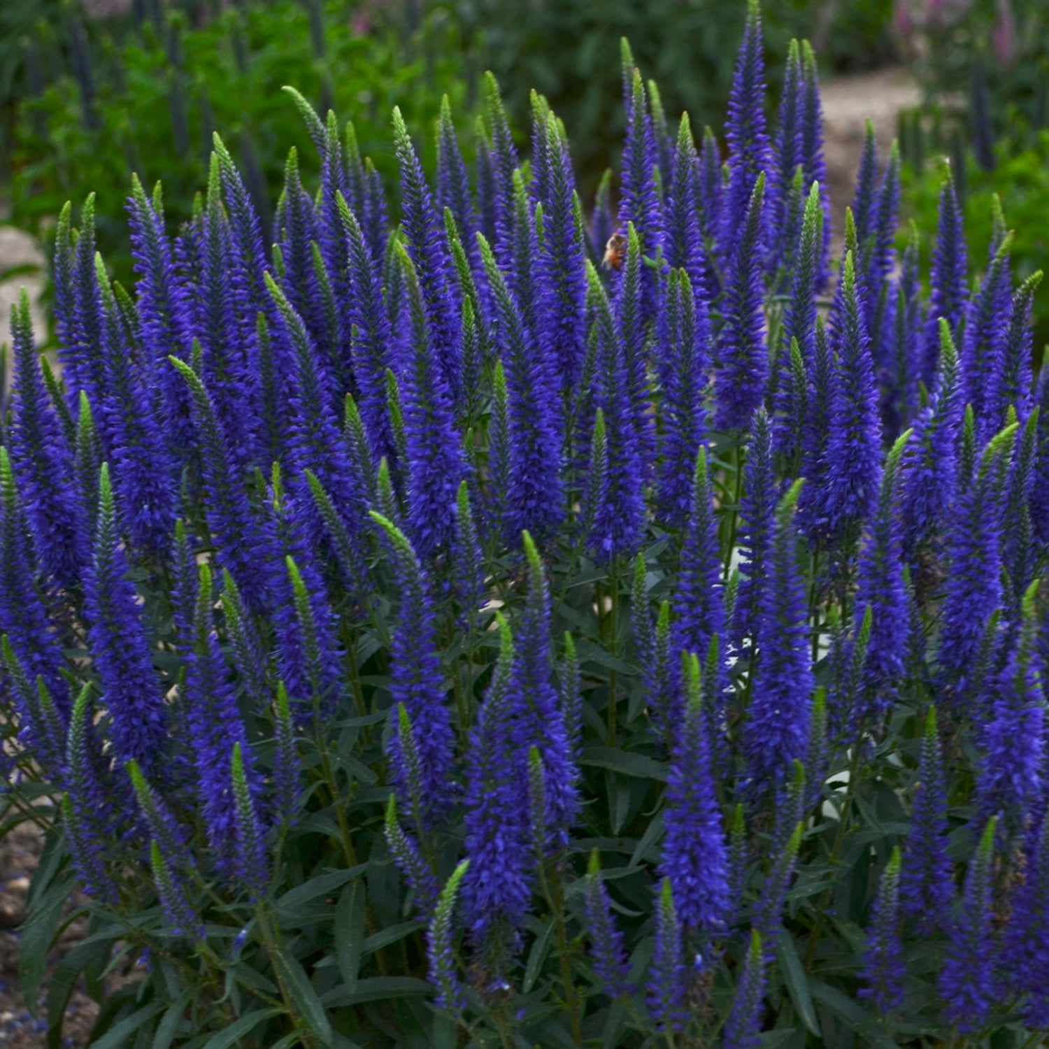 Proven Winners 6" Blue Magic Show 'Wizard of Ahhs' Spike Speedwell Live Plant in 7.5" Pot