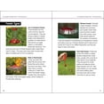 thumbnail image 3 of Hummingbirds (Paperback), 3 of 5