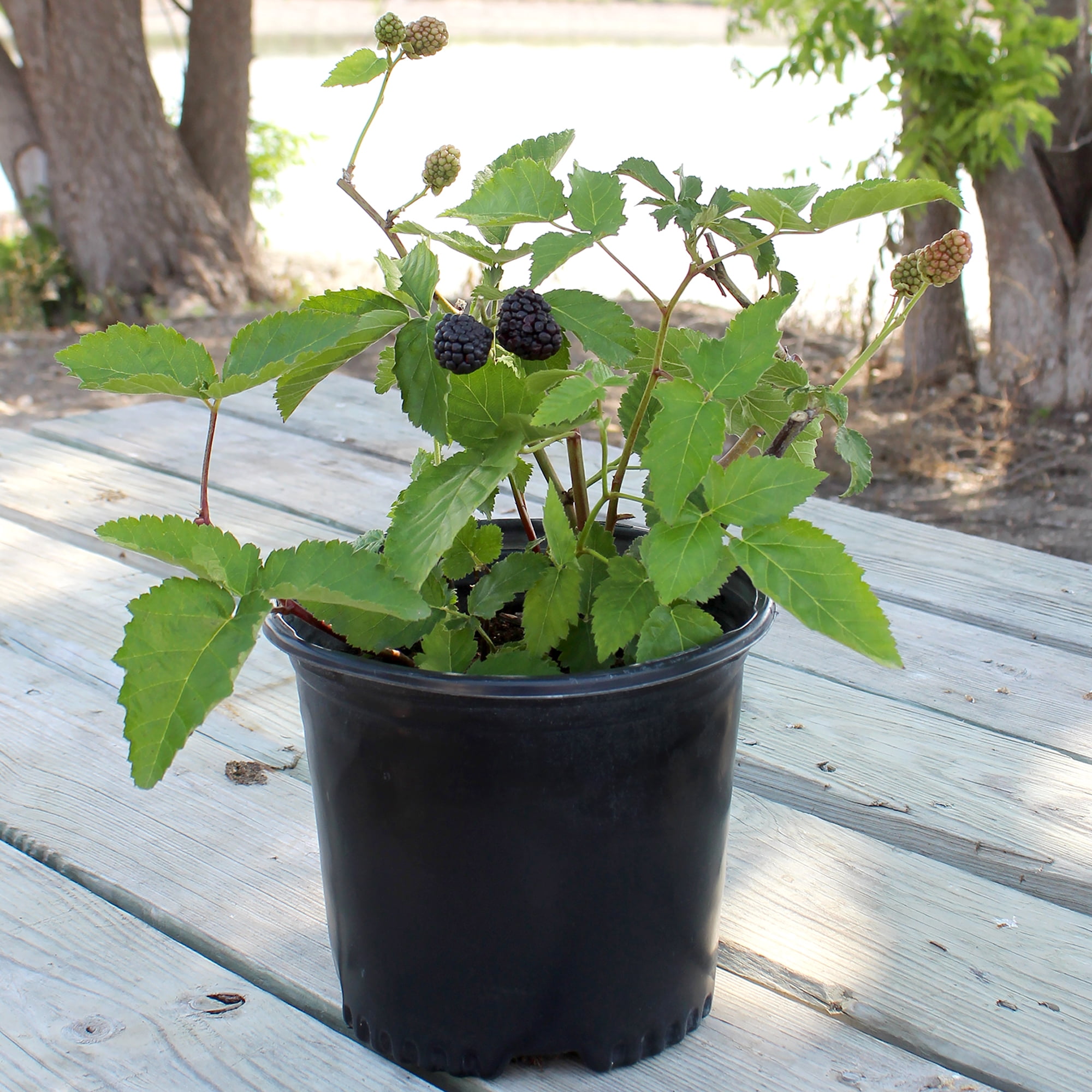 Expert Gardener Thornless Osage Blackberry Bush, 12 in-18 in Tall